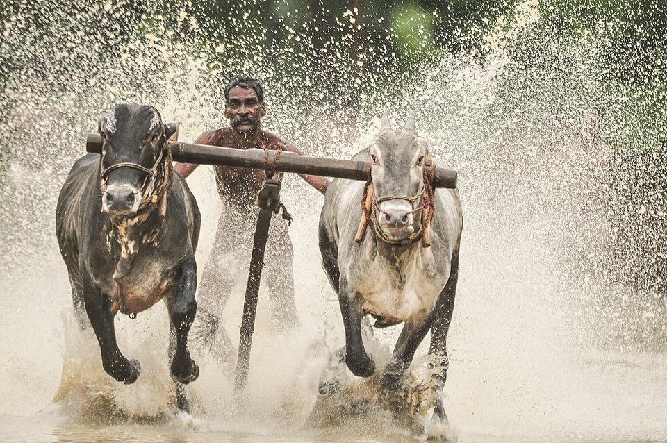 Bull race in Kerala — Kalapoottu Malsaram showing a pair of bullocks yoked together racing through a flooded paddy field, with the jockey visible behind them on the wooden plank, a scene that captures the explosive speed, mud, and competitive intensity of Kerala's traditional agrarian bull race