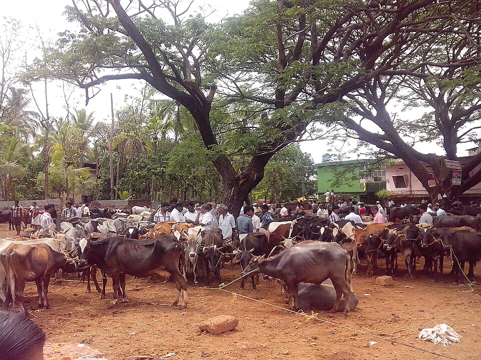 Chelari cattle market — exploring the lively atmosphere, trade culture, and enduring legacy of Kerala's traditional weekly markets (chantha)