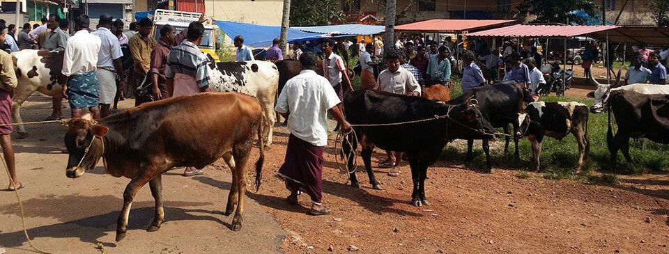 Elavumthitta cattle market in Pathanamthitta district, Central Travancore — the historic cattle fair closely associated with the town's Aswathy festival tradition, where Central Kerala's agricultural communities have traded cattle for over a century, representing the intersection of religious festival, agrarian economy, and the periodic market tradition