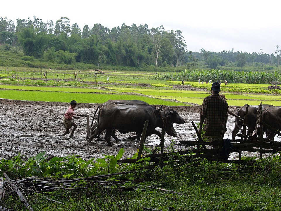 Farm at Wayanad, Kerala's Western Ghats highland region — the agroforestry farming landscape that Krishi Gita specifically addresses with guidance on maintaining tree cover, planting fruit trees on cleared land, and preserving forest vestiges within cultivated landscapes — principles that anticipate modern sustainable agriculture
