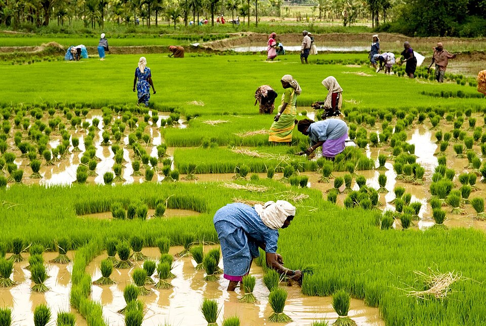Farmers cultivating paddy in Kuttanad, Kerala — the below-sea-level paddy farming system that Krishi Gita describes with specific variety recommendations for waterlogged, flood-prone fields, one of its most practically precise sections