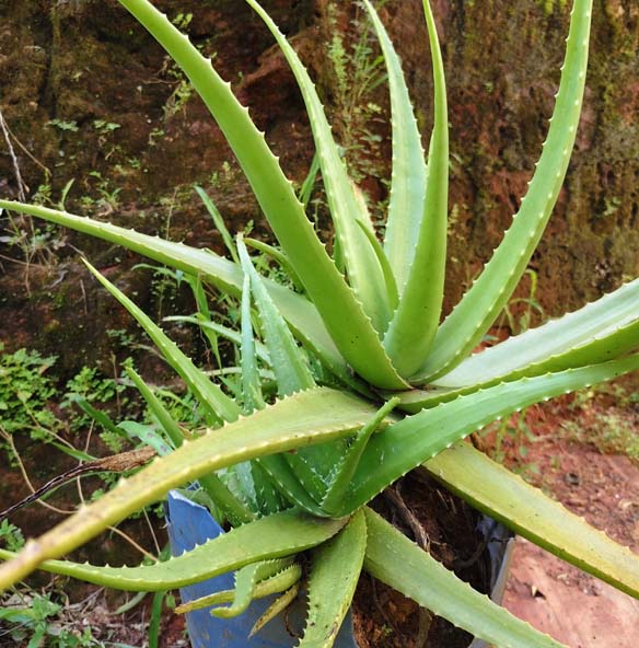 Kattar Vazha (Aloe Vera)
