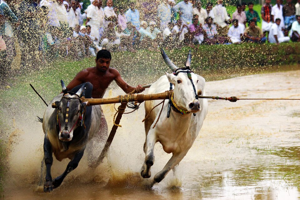 Kerala bull surfing — the jockey surfing on the wooden plank behind the yoked bullock pair during Kalapoottu, showing the distinctive posture of the rider as the plank skims through the flooded paddy field at full sprint, the image that made this Kerala agrarian tradition famous globally