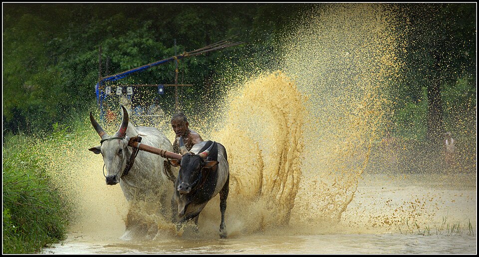 Kerala bull race — a pair of decorated racing bulls charging through a muddy paddy field with handlers during Maramadi or Kalapoottu festival