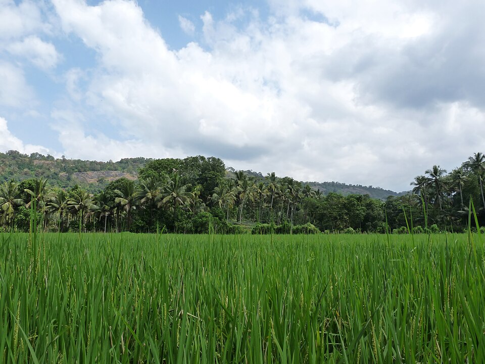 Golden paddy fields at Kadavoor, Kerala — the rice cultivation landscape that Krishi Gita was written to guide, with locally adapted varieties, seasonal planting knowledge, and ecological rice cultivation systems that the text describes for different geographic regions of medieval Kerala