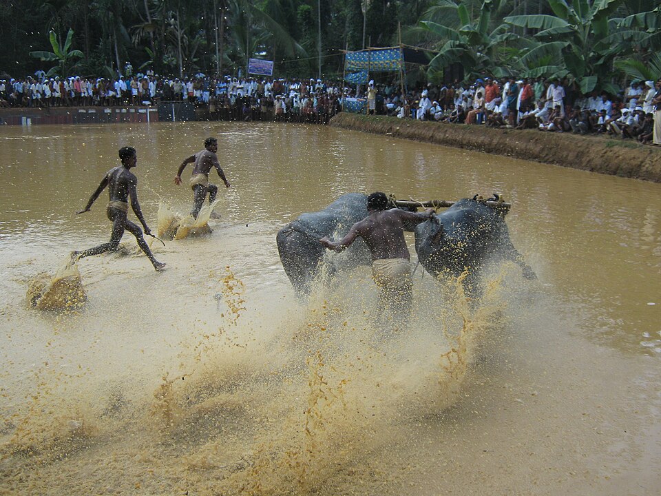 Pothu Poottu at Keezhattoor — the traditional bull race event showing the community gathering around the paddy field arena, the festive atmosphere of the spectators, and the way in which a functional agricultural activity became a celebrated community competition whose timing within the post-monsoon agricultural calendar was deliberately chosen to serve both ceremonial and practical purposes
