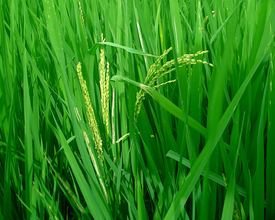 Ripe paddy ready for harvest in Kerala — the culmination of the 15-period Njattuvela cultivation window from Aswathi to Swati (approximately Atham-Uthram periods), the agricultural cycle that the calendar was primarily designed to manage