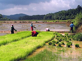 Ripe paddy in Kerala — the golden grain whose cultivation cycle generated Kerala's most profound proverbs about patience, timing, effort, and the relationship between human labour and natural abundance