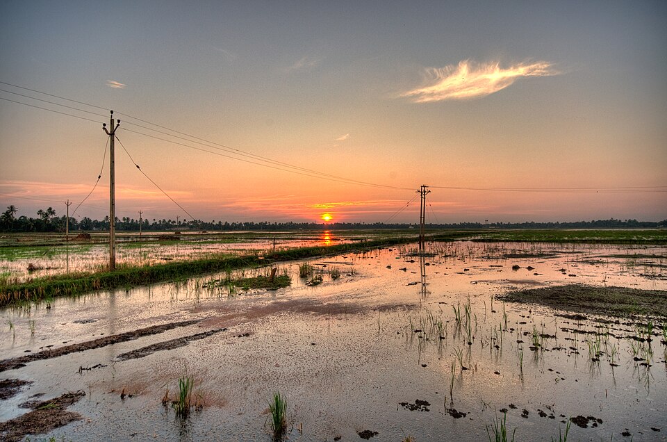 Sunset over the golden paddy fields of Alappuzha, Kerala — the agrarian landscape that generated generations of Pazhamchollukal proverbs about patience, labour, seasons, and the rhythms of nature