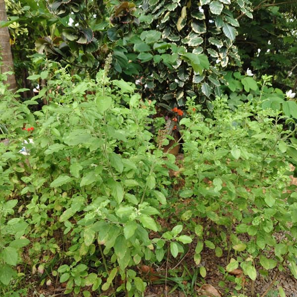 Tulsi Plant