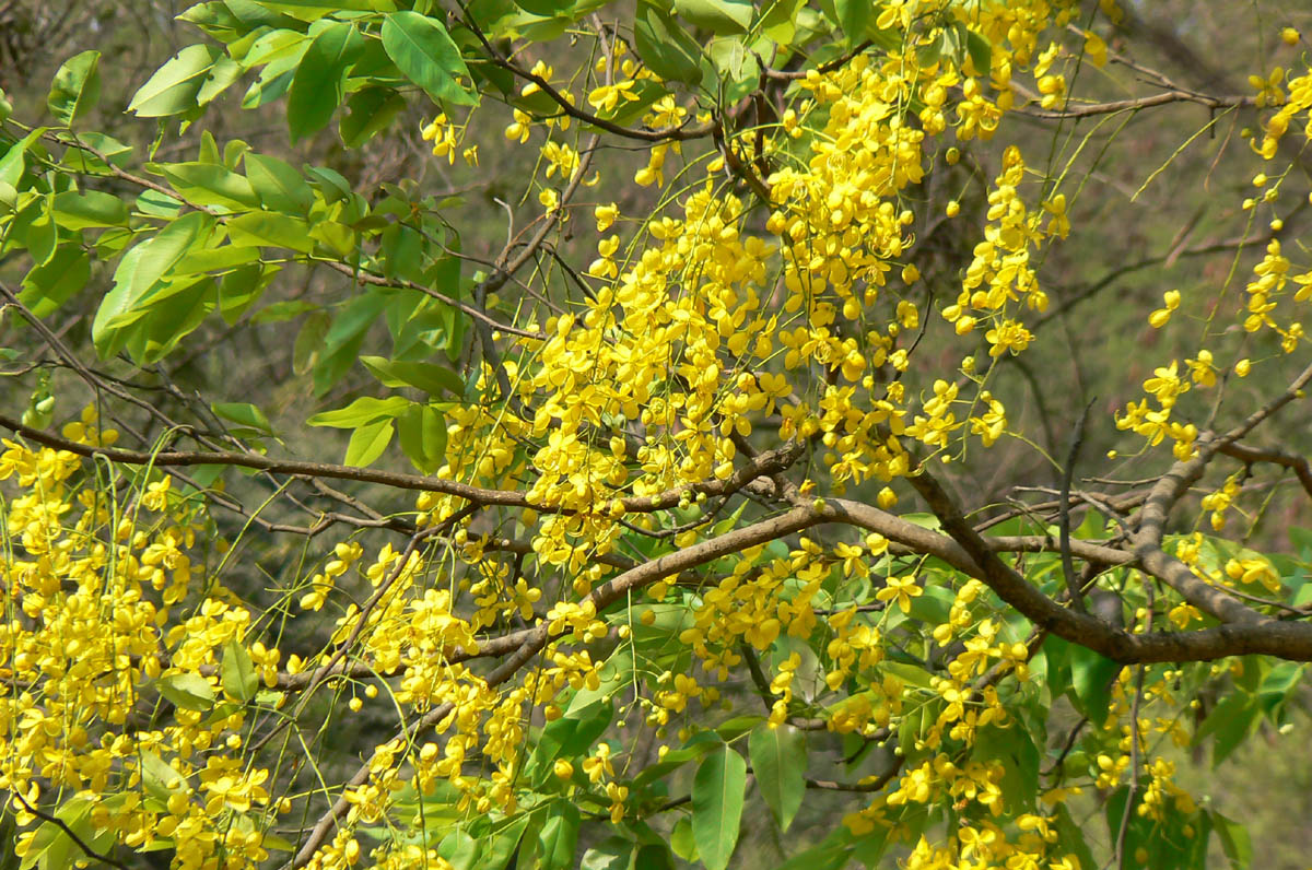 Kanikkonna (Cassia fistula) Kanikkonna (Cassia fistula)