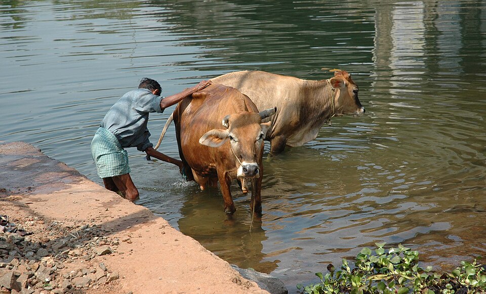 Cattle being washed in a Kerala river — the traditional cattle care practices that Krishi Gita documents in its animal husbandry section, including guidance on selecting bullocks for draught work, maintaining cattle health, and the specific placement of cattle sheds in the farm landscape for disease prevention